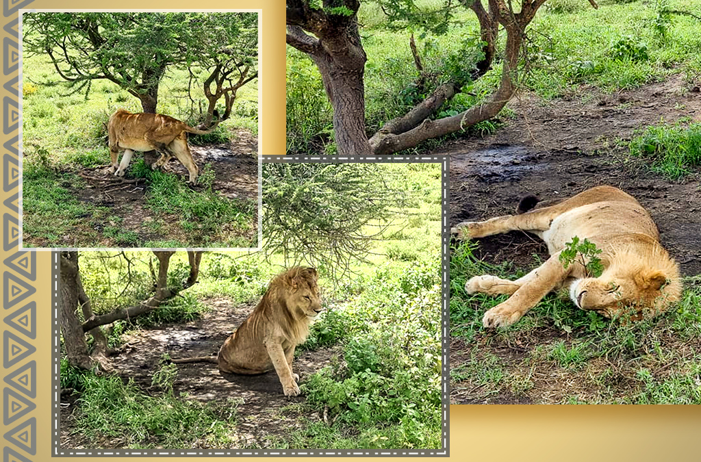 Lion Rescue – Team Tanzania 2024